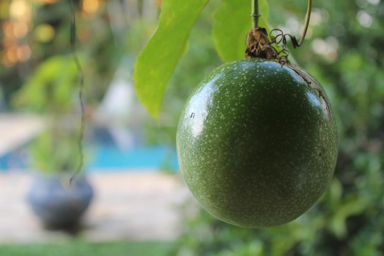 Hostel Tropico De Capricornio - Tenorio Ubatuba Eksteriør billede